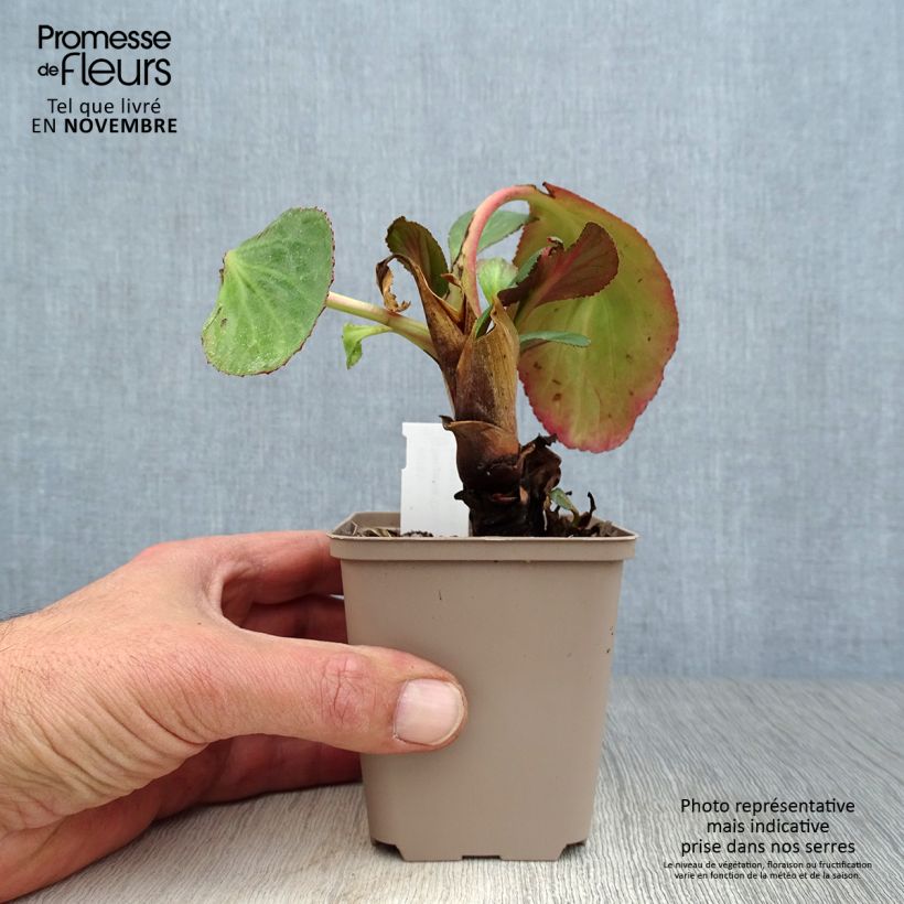Ejemplar de Bergenia cordifolia Dragonfly Sakura - Hortensia de invierno Maceta de 8/9 cm entregado en otoño