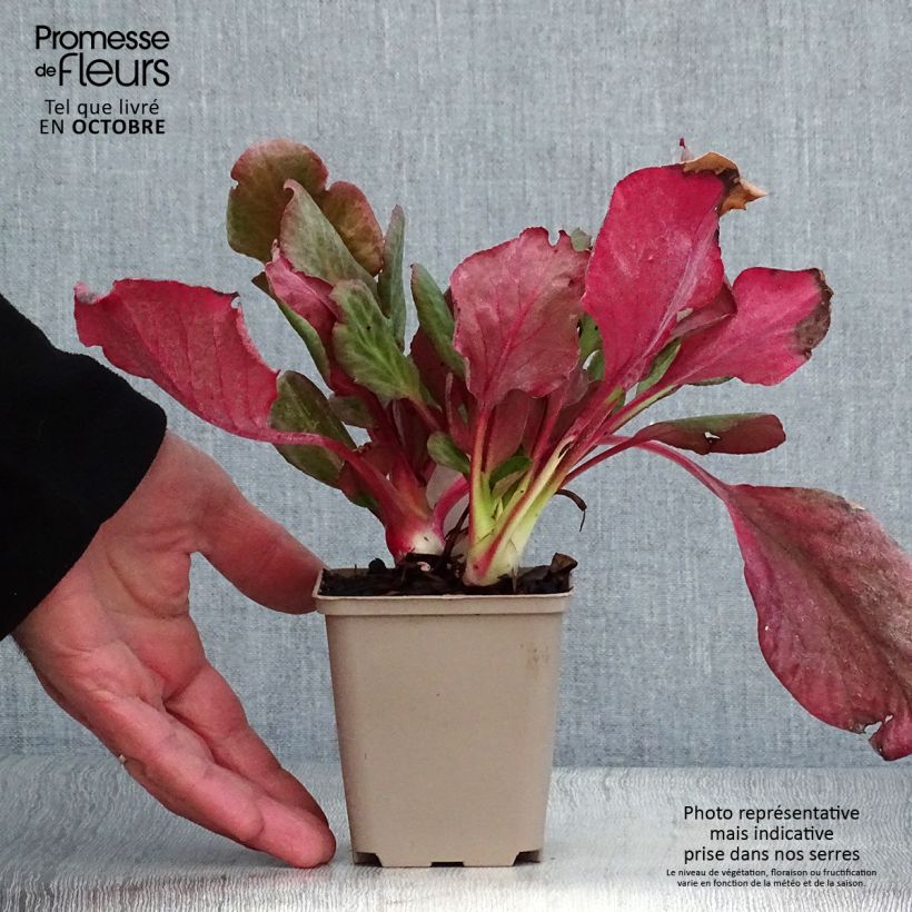 Ejemplar de Bergenia Eden's Magic Giant - Hortensia de invierno Maceta de 8/9 cm entregado en otoño