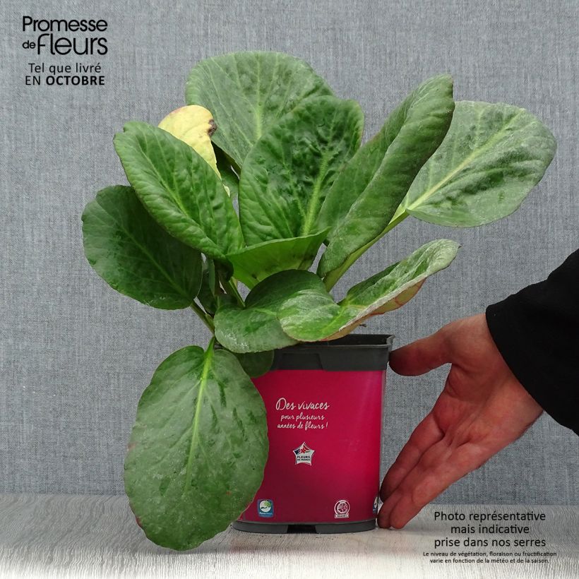 Ejemplar de Bergenia Abendglut - Hortensia de invierno Maceta 2L/3L entregado en otoño