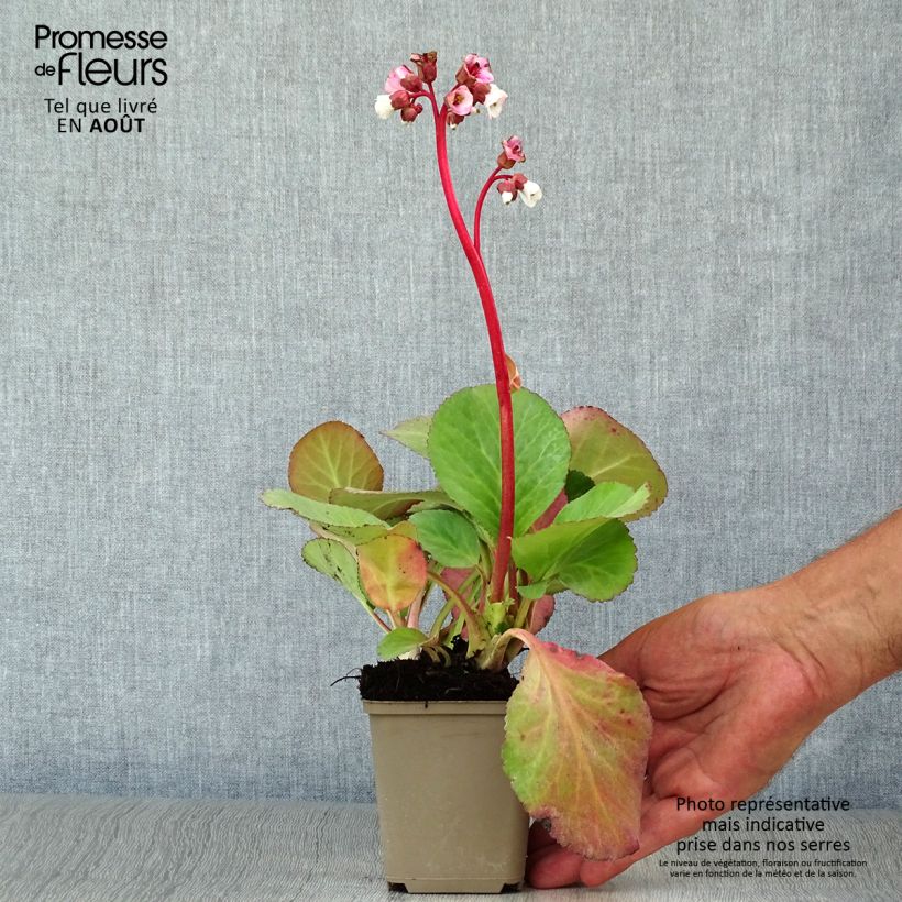 Ejemplar de Bergenia Jelle - Hortensia de invierno Maceta de 8/9 cm entregado en verano