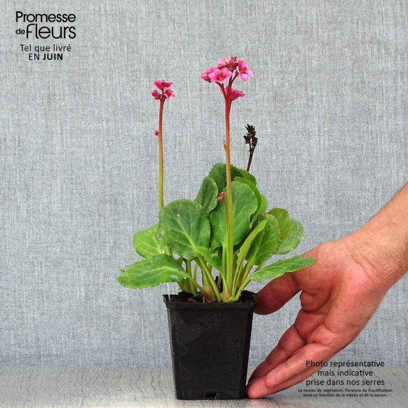 Ejemplar de Bergenia cordifolia Morgenrote - Hortensia de invierno Maceta de 8/9 cm entregado en verano