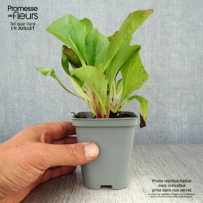 Ejemplar de Bergenia Ouvertüre - Hortensia de invierno Maceta de 8/9 cm entregado en verano