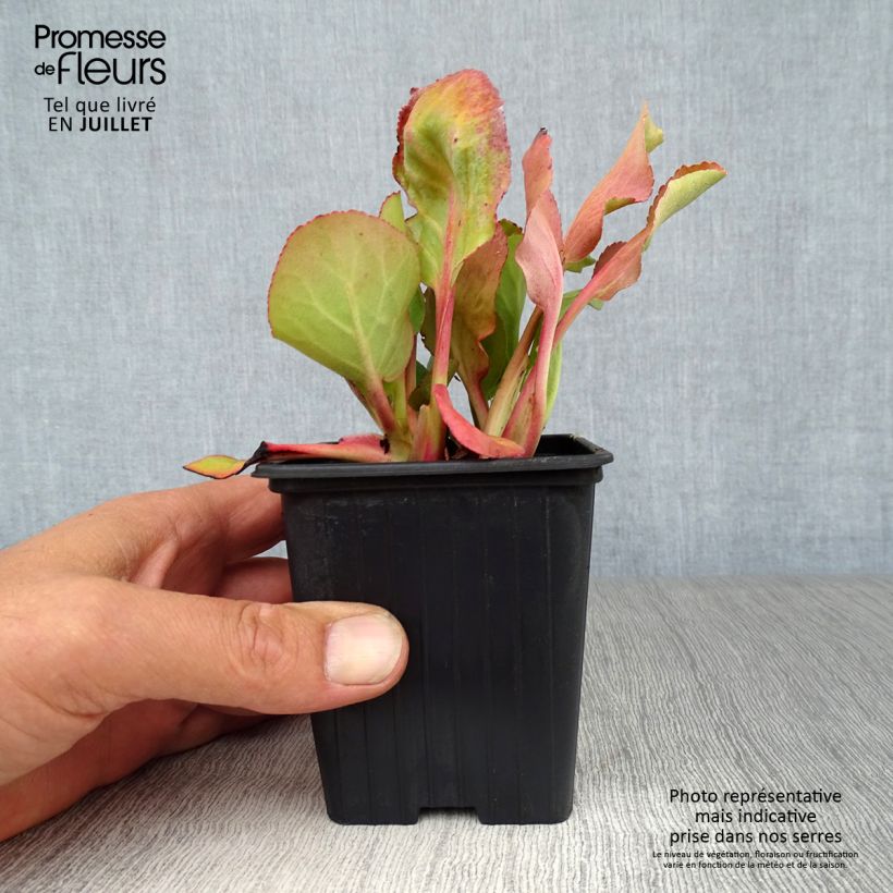 Ejemplar de Bergenia cordifolia Rotblum - Hortensia de invierno Maceta de 7/8 cm entregado en verano