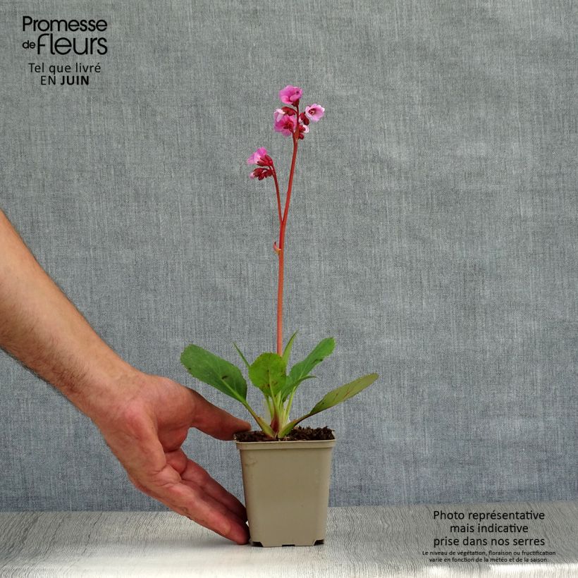 Ejemplar de Bergenia Spring Fling - Hortensia de invierno Maceta de 8/9 cm entregado en verano