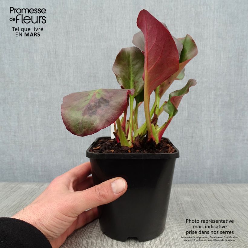 Bergenia cordifolia Eroïca - Hortensia de invierno Maceta 1,5L/2L Ejemplar entregado en invierno