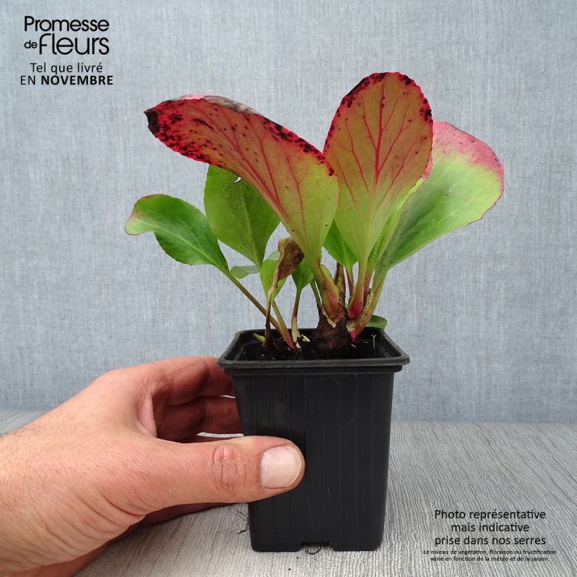 Ejemplar de Bergenia cordifolia - Hortensia de invierno Maceta de 7/8 cm entregado en otoño