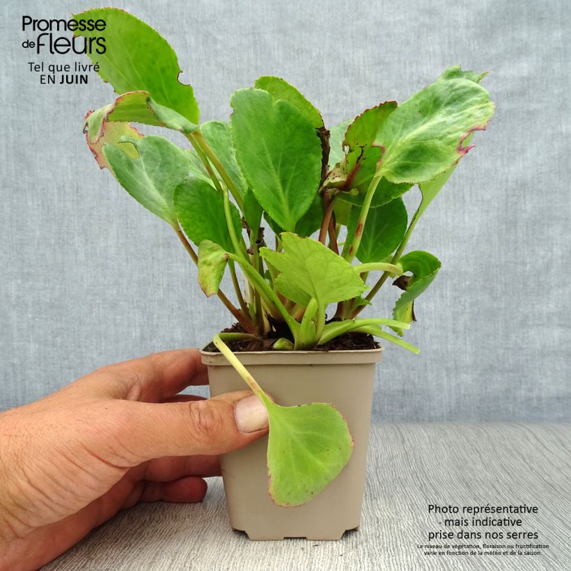 Ejemplar de Bergenia Harzkristall - Hortensia de invierno Maceta de 8/9 cm entregado en verano