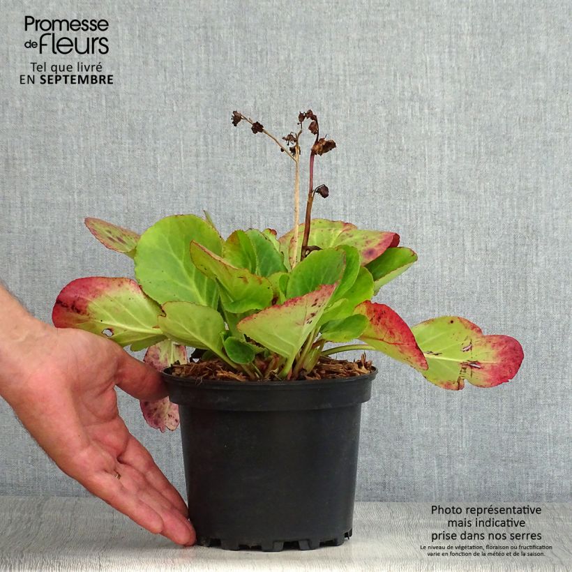 Ejemplar de Bergenia Harzkristall - Hortensia de invierno Maceta 2L/3L entregado en verano