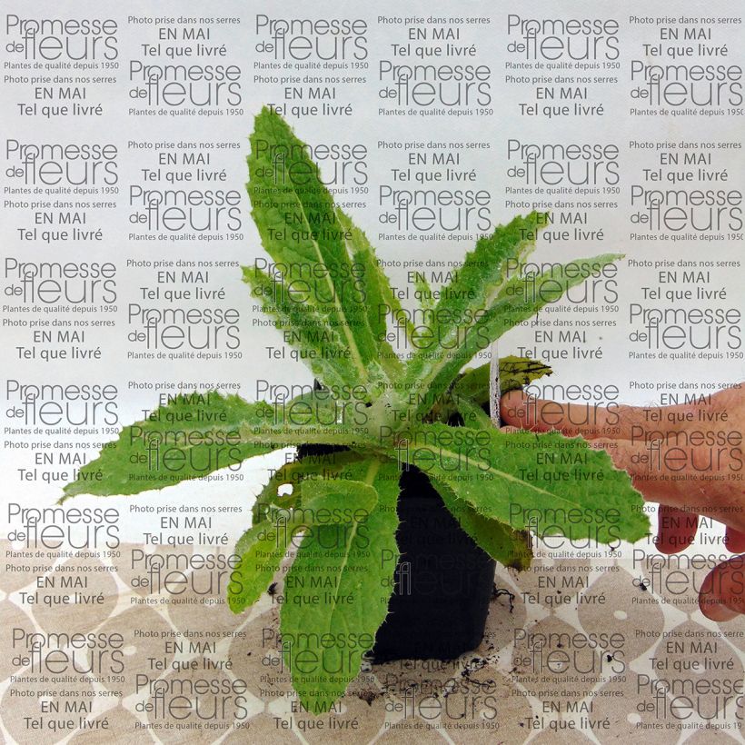 Ejemplo de ejemplar de Berkheya purpurea - Guerrero zulú Maceta de 8/9 cm tal y como se entrega