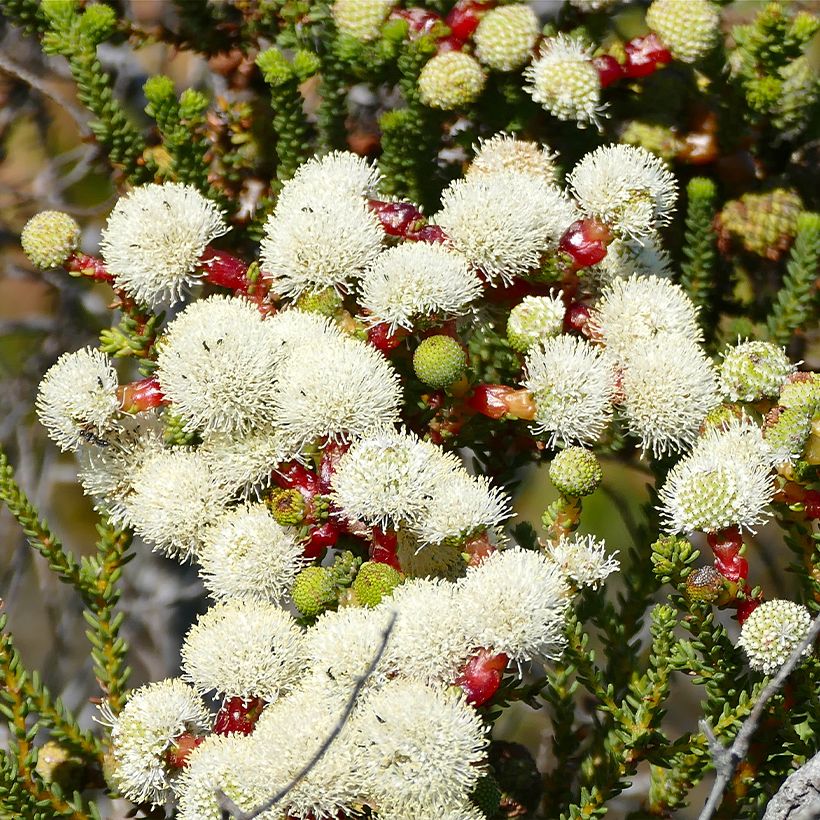 Berzelia lanuginosa (Floración)