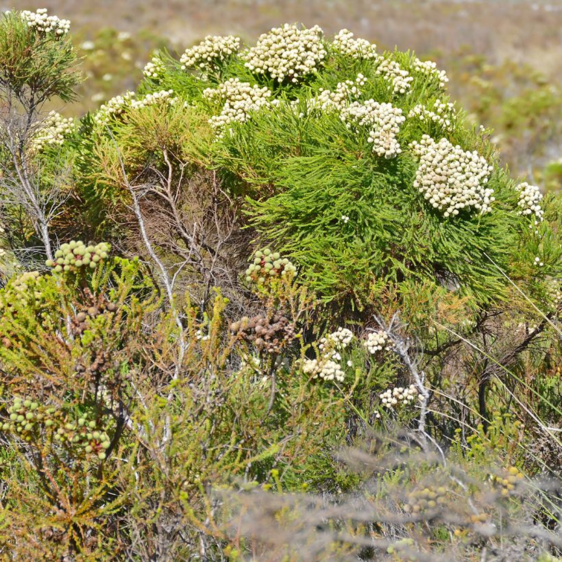 Berzelia lanuginosa (Porte)
