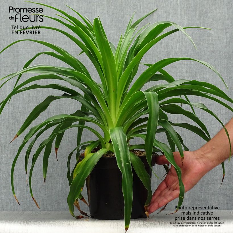 Ejemplar de Beschorneria septentrionalis - Falso Agave Maceta 2L/3L entregado en otoño