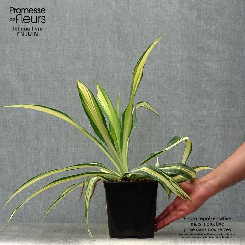 Ejemplar de Beschorneria yuccoides Flamingo Glow Pot de 3L/4L entregado en verano