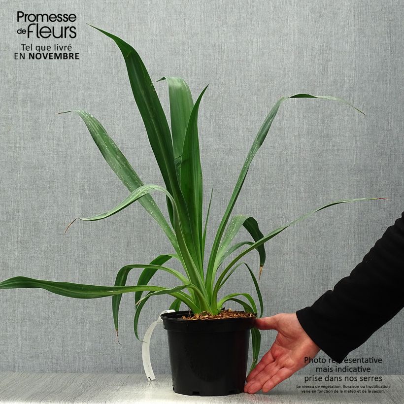 Ejemplar de Beschorneria yuccoides Maceta 2L/3L entregado en otoño