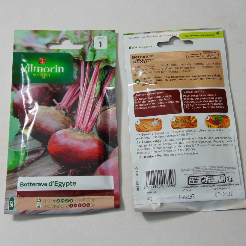 Ejemplo de ejemplar de Remolacha de mesa Egypte - Vilmorin saco de 200 semillas (4g) tal y como se entrega
