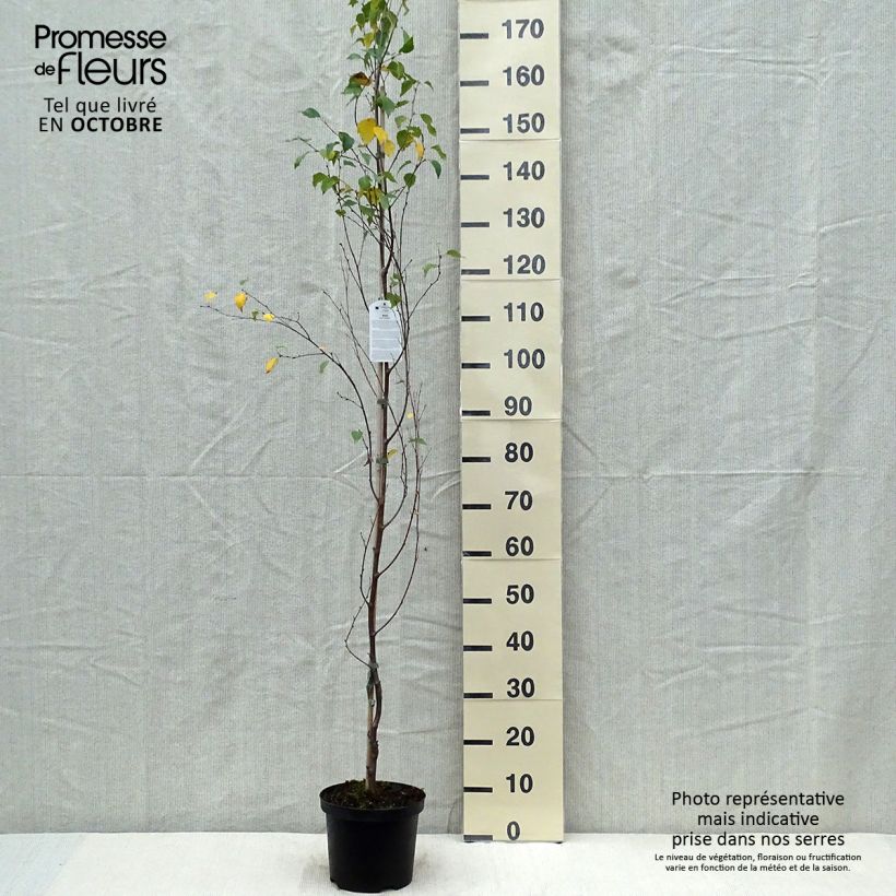 Ejemplar de Abedul común piramida Maceta 3L/4L entregado en otoño