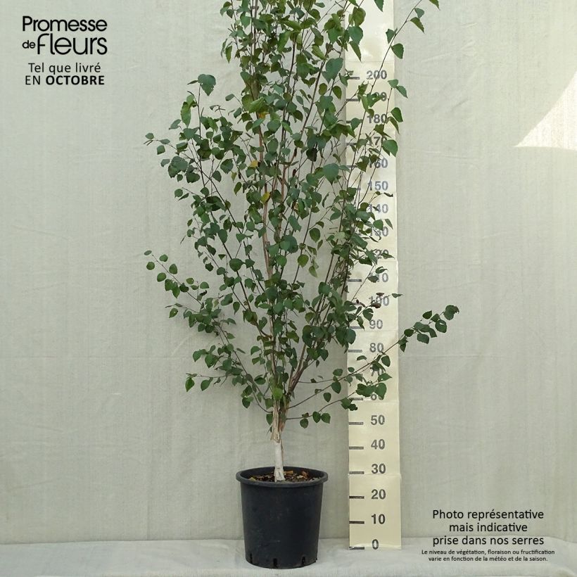 Ejemplar de Abedul común - Betula pendula Maceta 18L/20L entregado en otoño