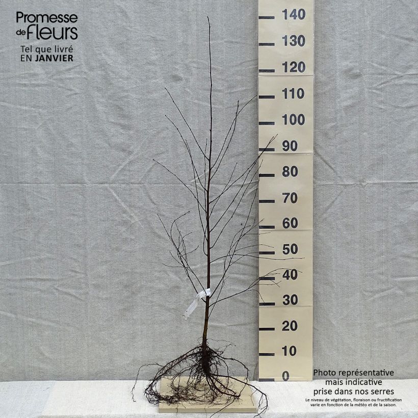 Abedul pubescente - Betula pubescens Raíces desnudas Ejemplar entregado en invierno