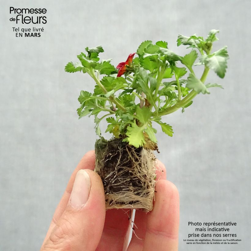 Bidens Beedance Painted Red Mini-motte 4 cm Ejemplar entregado en la primavera