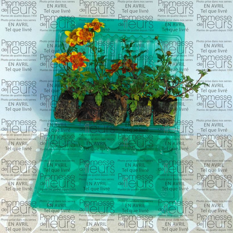 Ejemplo de ejemplar de Bidens Beedance Painted Yellow minicepellón: Ø 3/4 cm tal y como se entrega