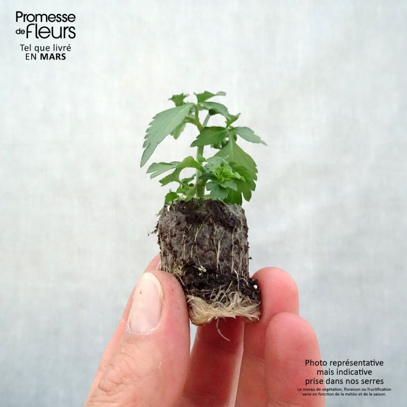 Bidens ferulifolia Pirate's Pearl minicepellón: Ø 3/4 cm Ejemplar entregado en la primavera