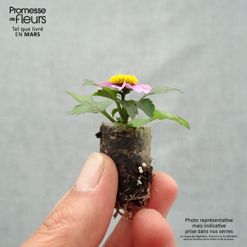 Bidens Stoplight Mini-motte 2,5 cm Ejemplar entregado en la primavera