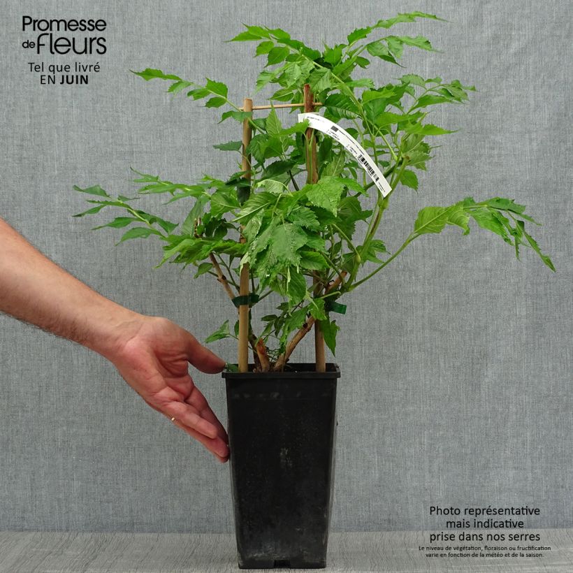 Ejemplar de Enredadera de trompeta Orangeade - Campsis Maceta 1,5L/2LAltura de entrega aprox. 30/40cm entregado en verano