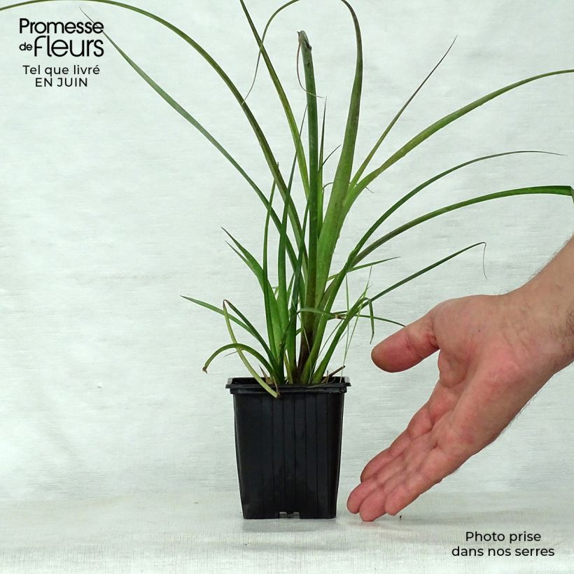 Ejemplar de Billbergia nutans Godet de 7/8 cm entregado en verano