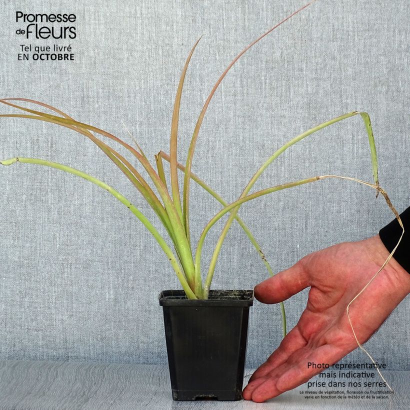 Ejemplar de Billbergia nutans Maceta de 7/8 cm entregado en otoño