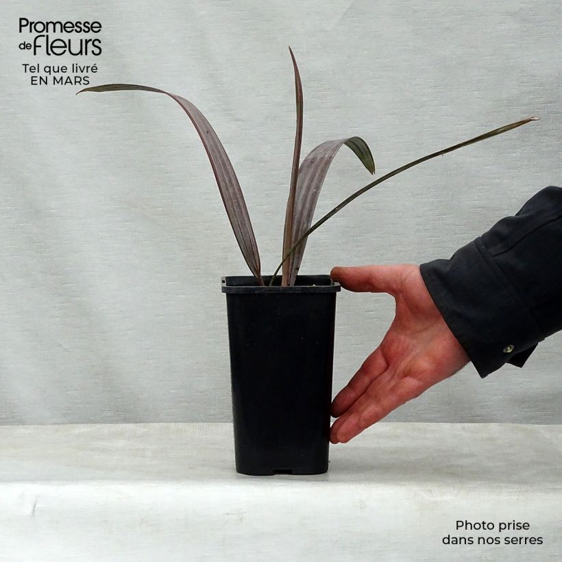 Palmera de Bismarck - Bismarkia nobilis Maceta de 12 cm / 13 cmAltura de entrega aprox. 20/30cm Ejemplar entregado en la primavera