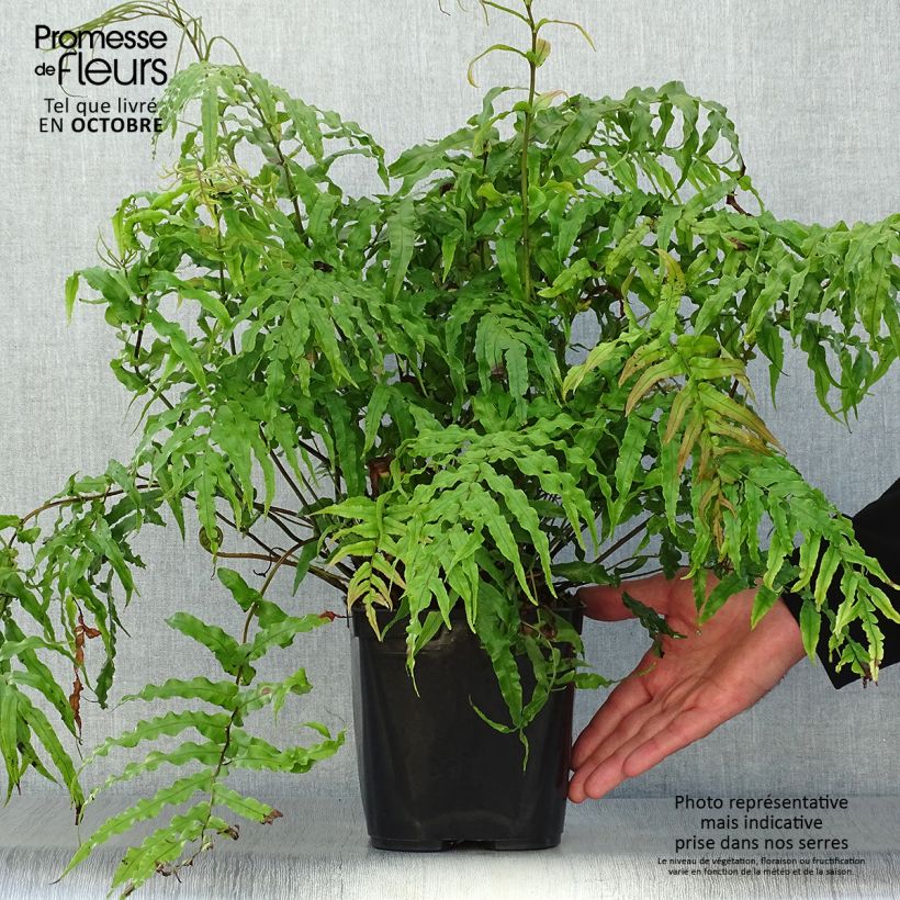 Ejemplar de Blechnum novae-zelandiae - Helecho Maceta 3L/4L entregado en otoño