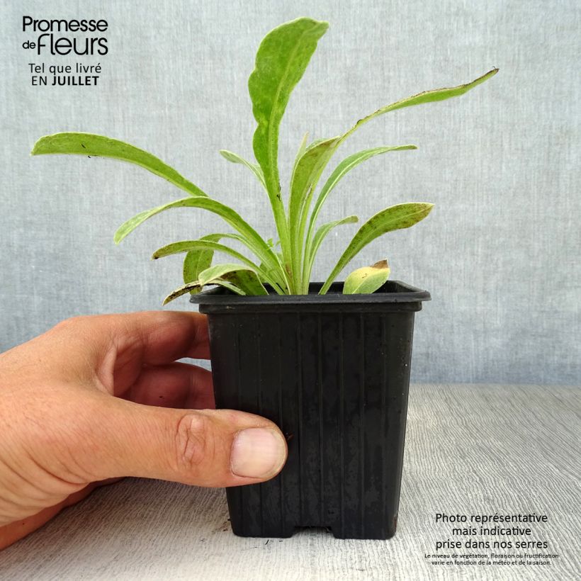 Ejemplar de Centaurea montana - Aciano de montaña Maceta de 7/8 cm entregado en verano