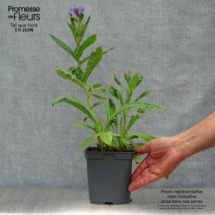 Ejemplar de Centaurea montana - Aciano de montaña Maceta 2L/3L entregado en verano