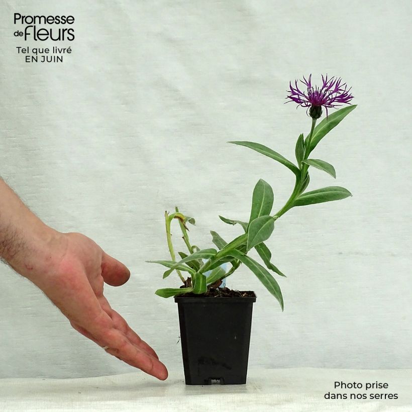 Ejemplar de Centaurea montana Amethyst Dream Maceta de 8/9 cm entregado en verano
