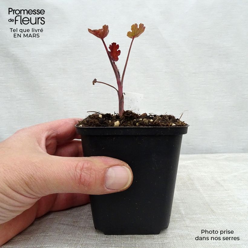 Macleaya microcarpa Spetchley Ruby Maceta de 8/9 cm Ejemplar entregado en la primavera