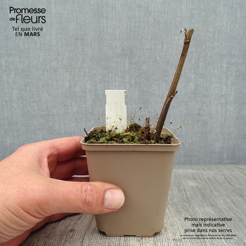 Boehmeria cylindrica - Ramio Maceta de 8/9 cm Ejemplar entregado en invierno