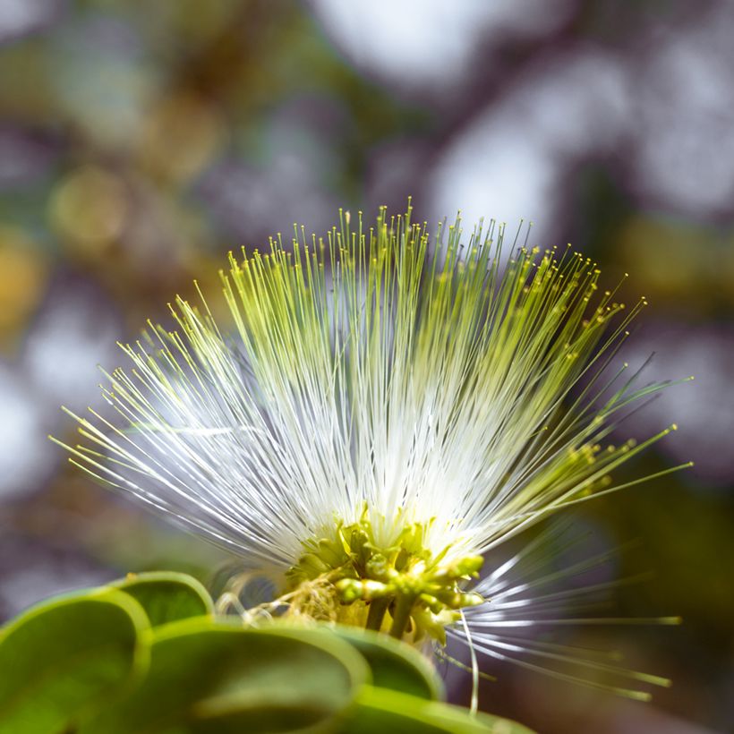 Ébano de Oriente - Albizia lebbeck - Bois noir des Bas (Floración)