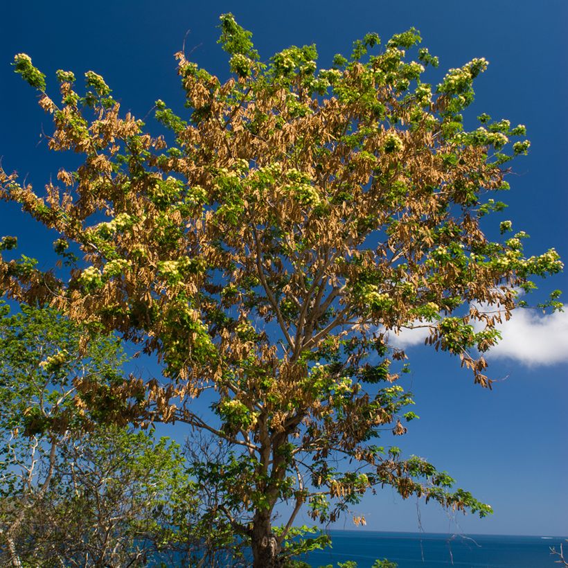 Ébano de Oriente - Albizia lebbeck - Bois noir des Bas (Porte)