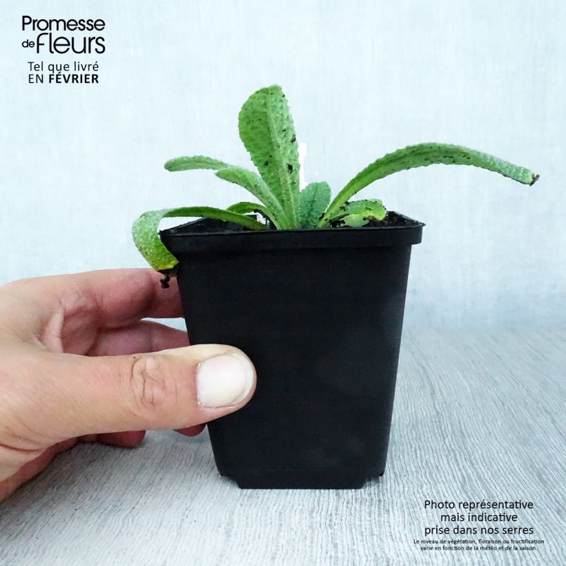 Ejemplar de Borraja - Borago pygmaea Maceta de 8/9 cm entregado en otoño