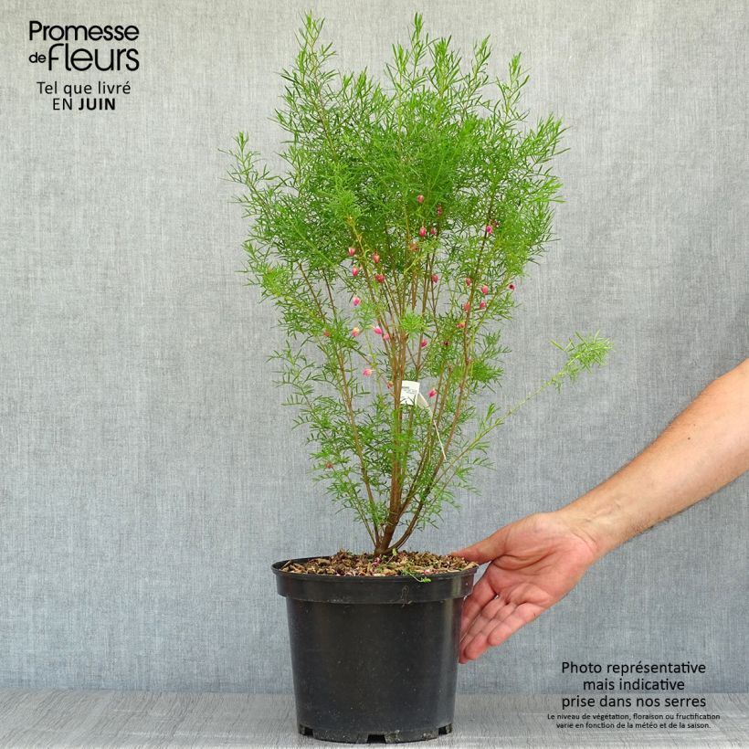 Ejemplar de Boronia heterophylla - Boronie à feuillage varié. Pot de 3L/4L entregado en verano