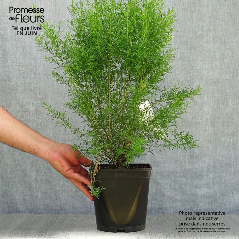 Ejemplar de Boronia heterophylla Ice Charlotte - Boronie à feuilles variées Pot de 4L/5L entregado en verano