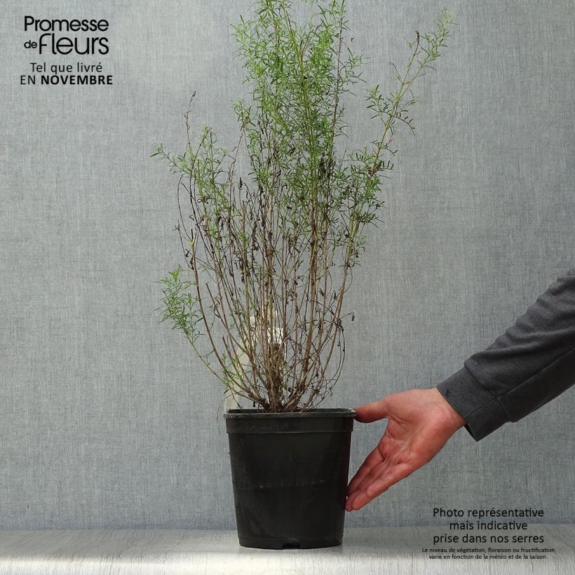 Ejemplar de Boronia heterophylla Ice Charlotte Maceta 4L/5L entregado en otoño