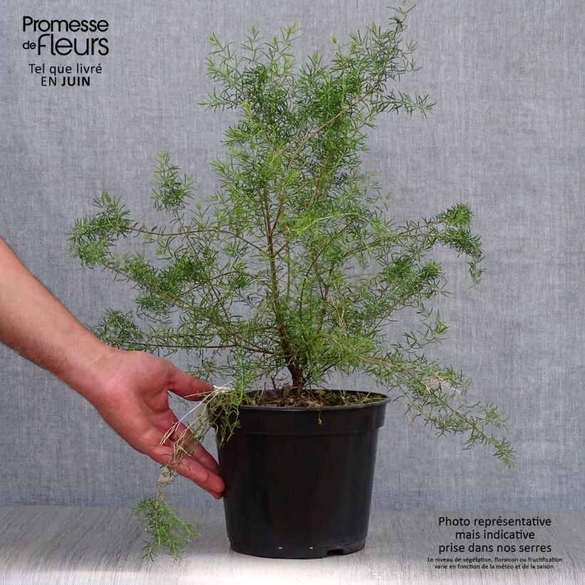 Ejemplar de Boronia megastigma Tui - Boronie brune Pot de 4L/5L entregado en verano