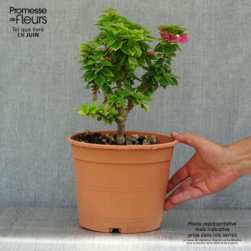 Ejemplar de Buganvilla Mini Thaï Maceta 4L/5LAltura de entrega aprox. 25/35cm entregado en verano