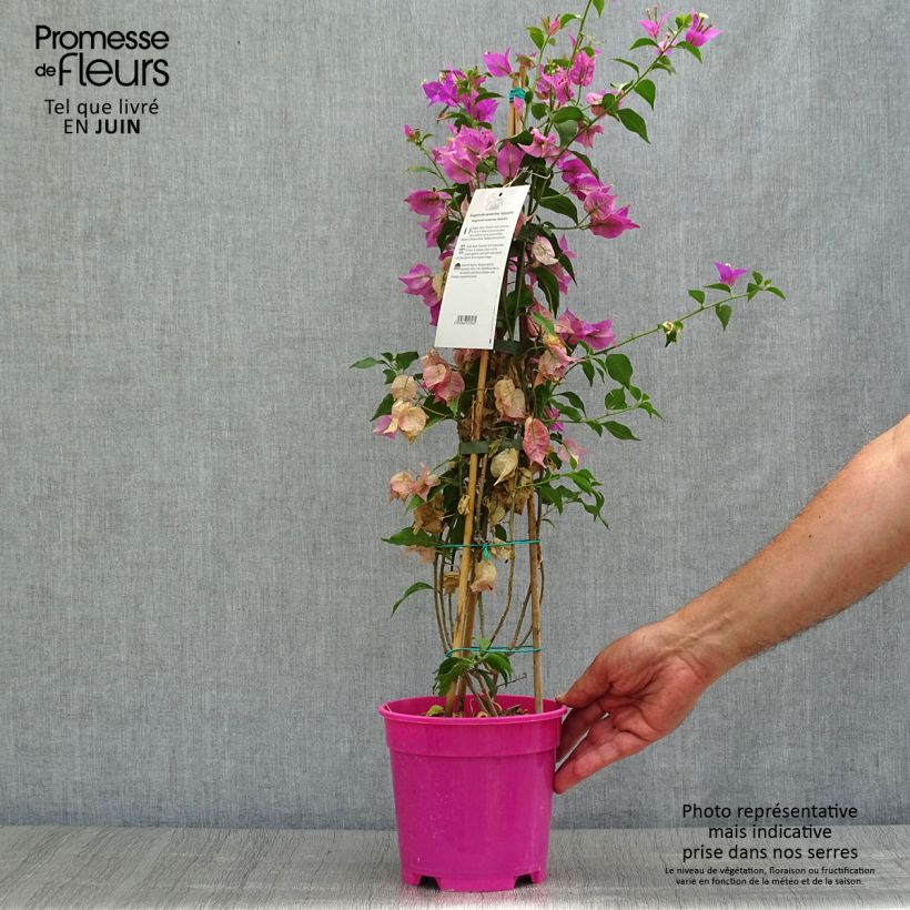 Ejemplar de Bougainvillea glabra Sanderiana Maceta 2L/3L entregado en verano