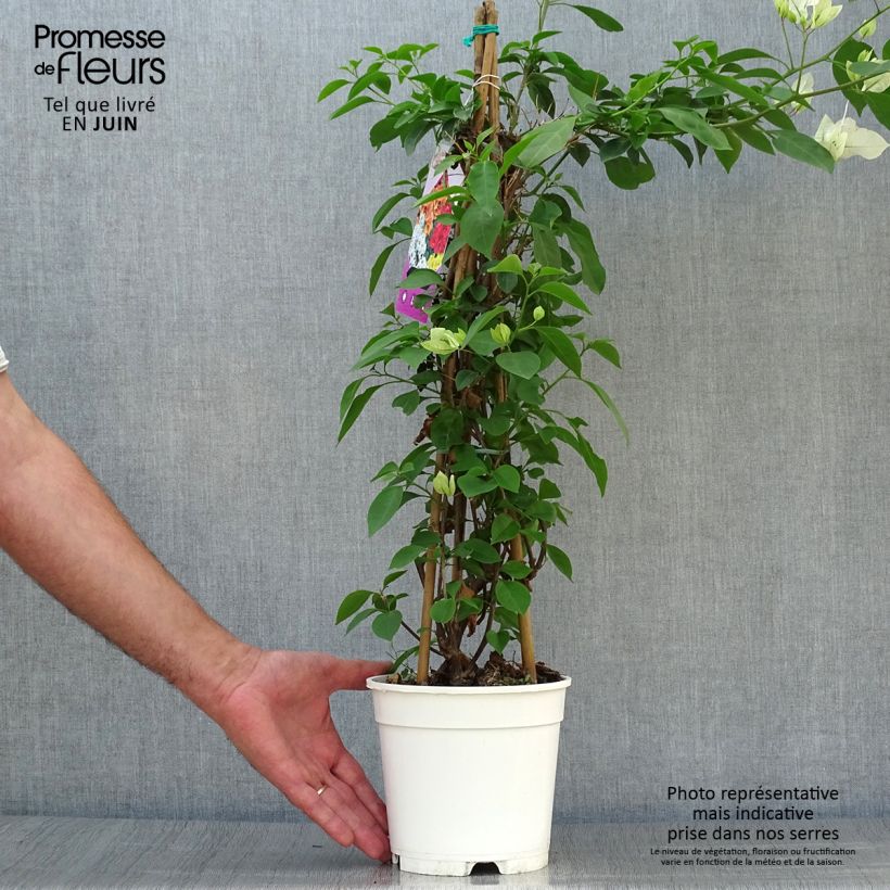 Ejemplar de Buganvilla blanca rosada - Bougainvillea spectabilis Maceta 2L/3LAltura de entrega aprox. 70/80cm entregado en verano