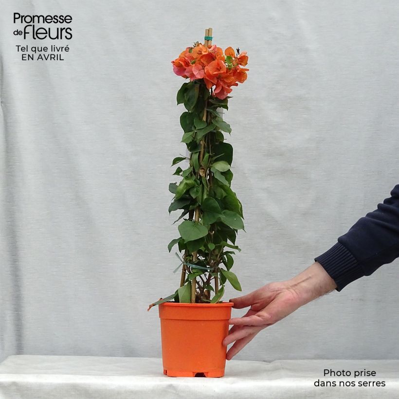 Buganvilla naranja - Bougainvillea spectabilis Maceta 2L/3LAltura de entrega aprox. 70/80cm Ejemplar entregado en la primavera