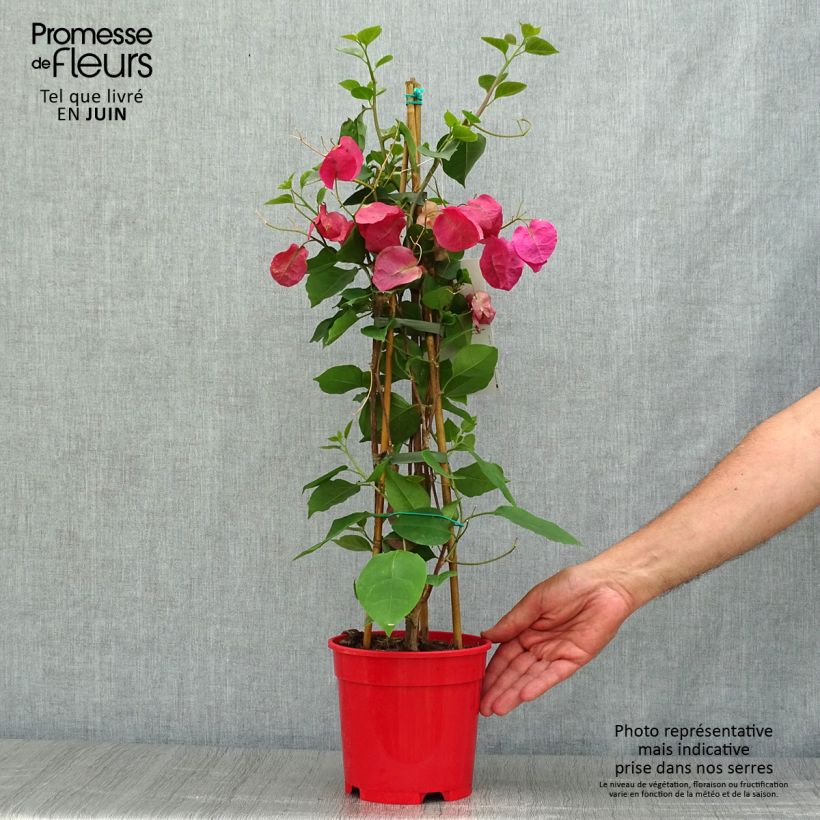 Ejemplar de Buganvilla rojo oscuro - Bougainvillea spectabilis Maceta 2L/3LAltura de entrega aprox. 70/80cm entregado en verano