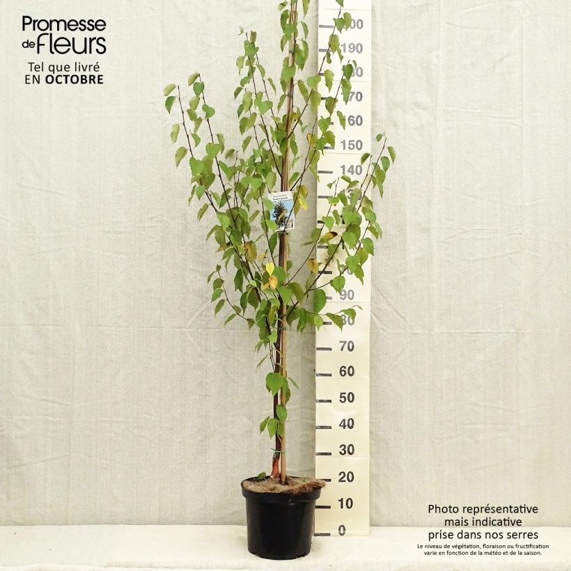 Ejemplar de Abedul rojo chino - Betula albosinensis Fascination Maceta 7,5L/10LAltura de entrega aprox. 200+cm entregado en otoño