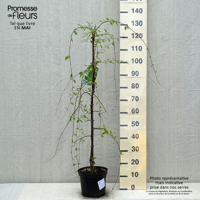 Abedul negro Summer Cascade Maceta 4L/5L Ejemplar entregado en la primavera